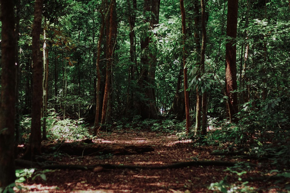 Forest, Wildlife & Coastal Regulation Zone (CRZ) Clearance